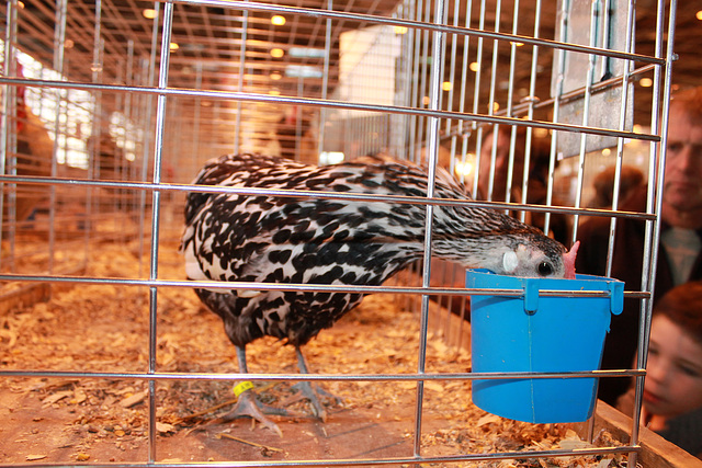 POULETTE ****