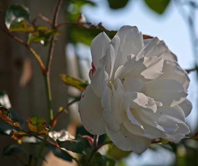 Santee Lakes Rose (1641)