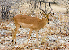 Blackfaced Impala