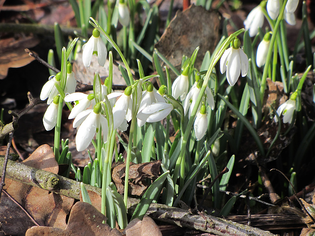 Frühlingsgruß