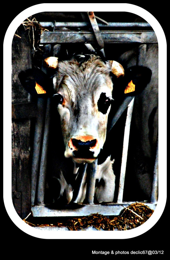 Oh la vache !!!