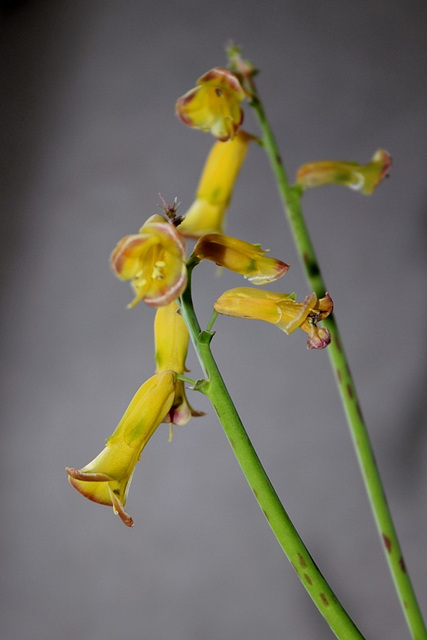 Lachenalia