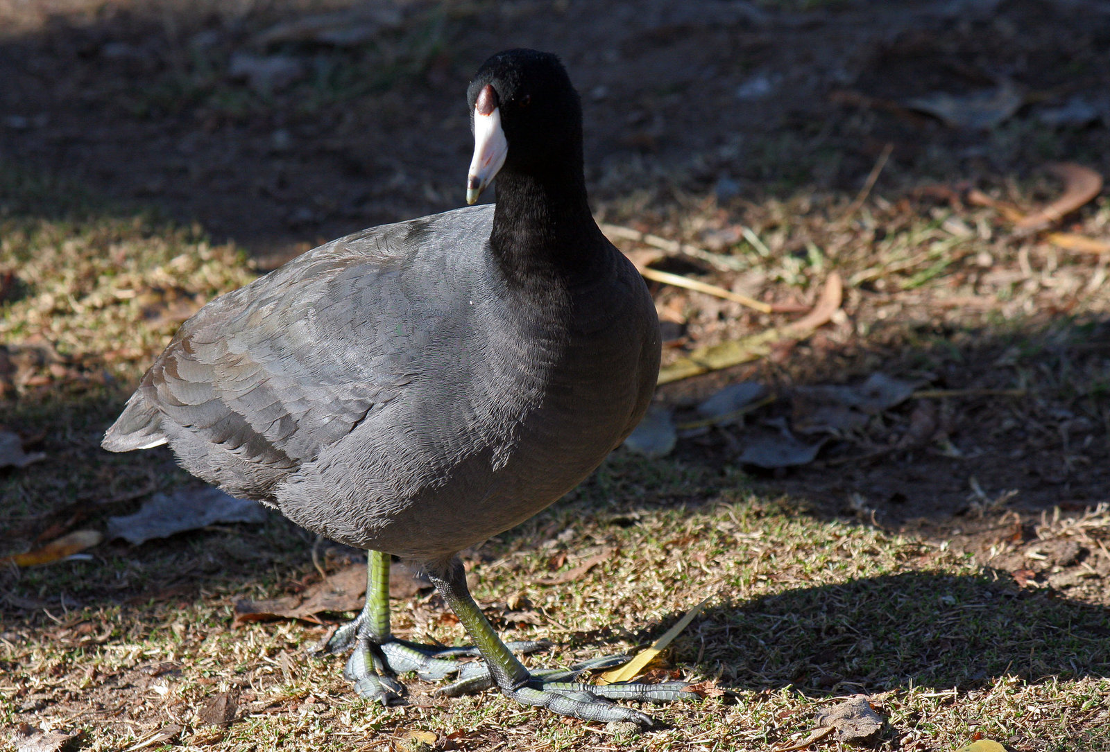 Coot at Santee Lakes (2000)