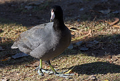 Coot at Santee Lakes (2000)