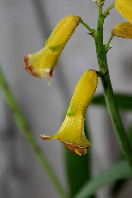 Lachenalia