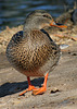 Duck at Santee Lakes (2008)