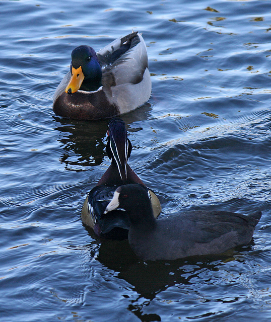 Ducks at Santee Lakes (1833)