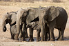 Pachyderm Family Outing