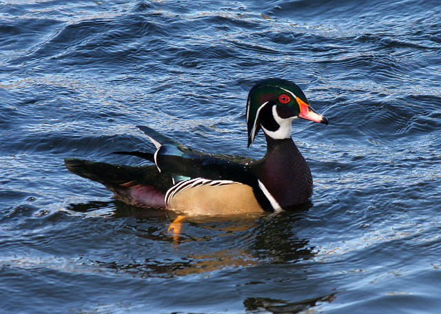 Ducks at Santee Lakes (1835)