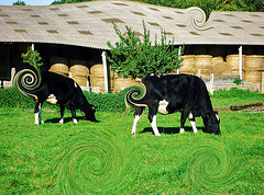 VACHES - LE BONHEUR EST DANS LE PRE !!