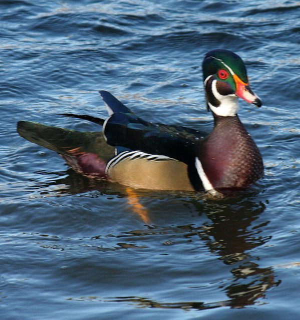 Ducks at Santee Lakes (1836)