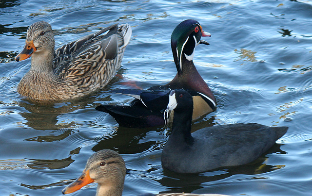 Ducks at Santee Lakes (1838)