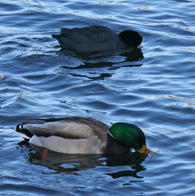 Ducks at Santee Lakes (1840)