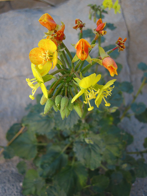 Flower in Mecca Hills (1752)