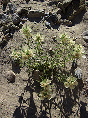 Ghost Flower (1751)