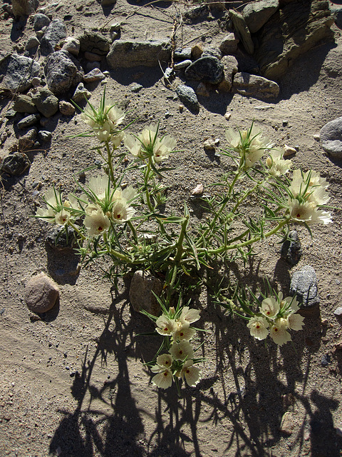 Ghost Flower (1751)