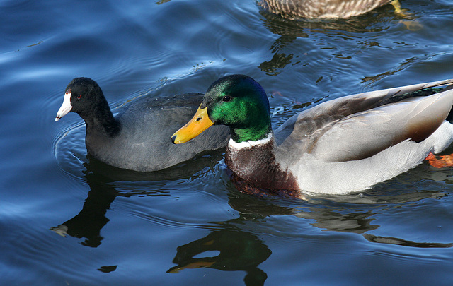 Ducks at Santee Lakes (1843)