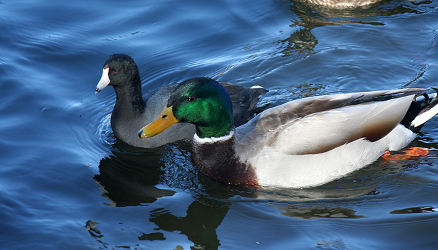 Ducks at Santee Lakes (1844)