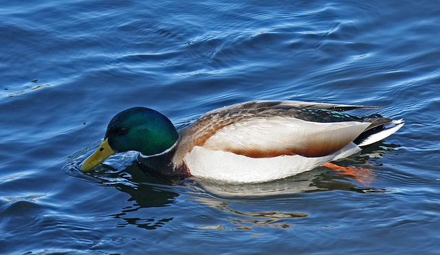 Ducks at Santee Lakes (1845)