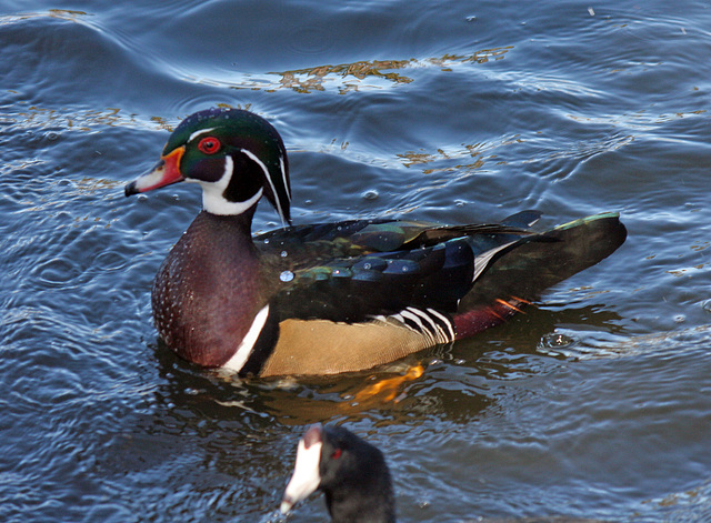 Ducks at Santee Lakes (1846)