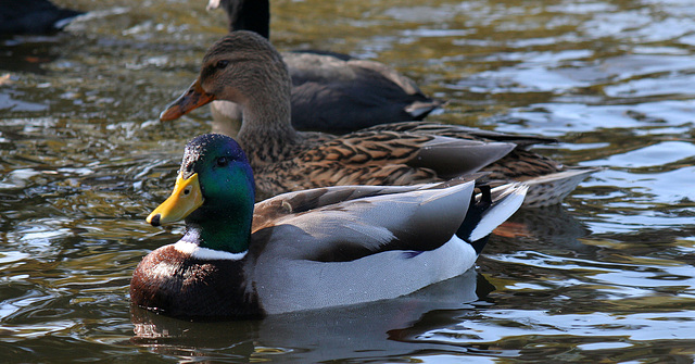 Ducks at Santee Lakes (1848)