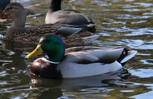 Ducks at Santee Lakes (1849)