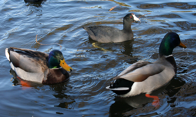 Ducks at Santee Lakes (1852)