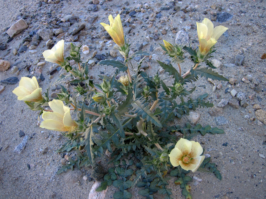 Sand Blazing Star (1755)