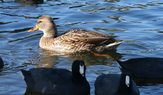 Ducks at Santee Lakes (1858)