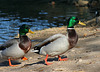 Ducks at Santee Lakes (2002)
