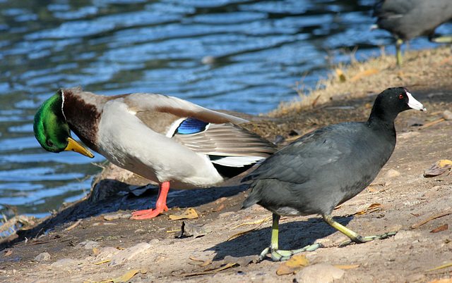 Ducks at Santee Lakes (2003)