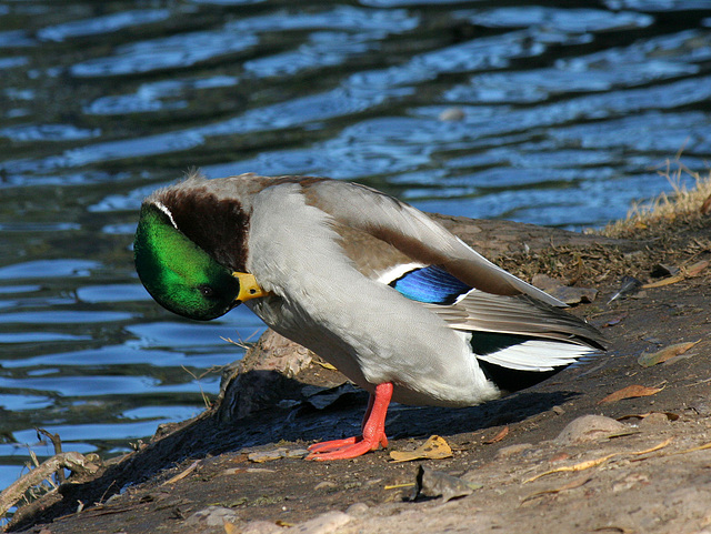 Ducks at Santee Lakes (2004)