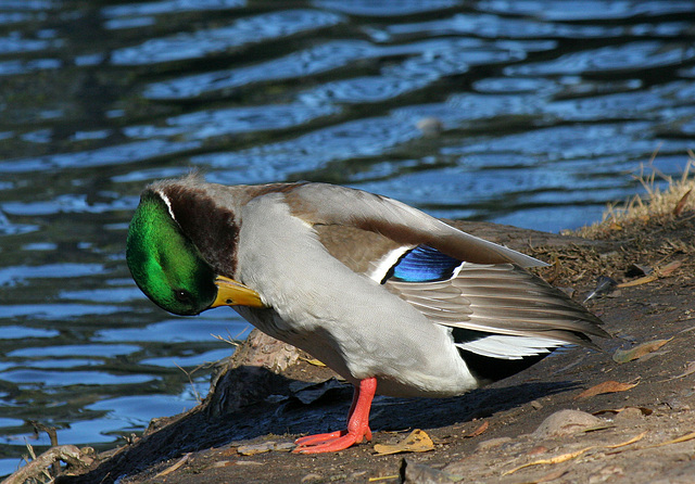 Ducks at Santee Lakes (2005)