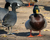 Ducks at Santee Lakes (2006)