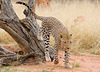 Leopard with Something on its Mind