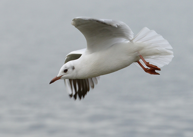 Dame mouette plonge...