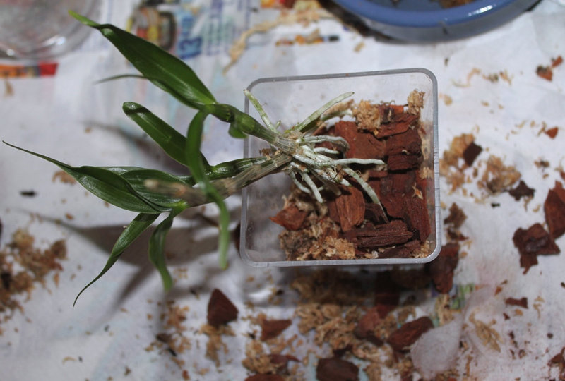 Sevrage d'un keiki de Dendrobium et rempotage (13)