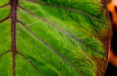 Colocasia