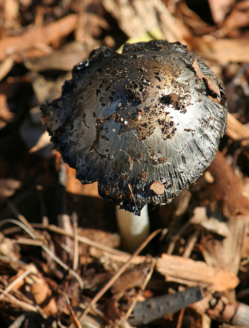 Fungus (1812)