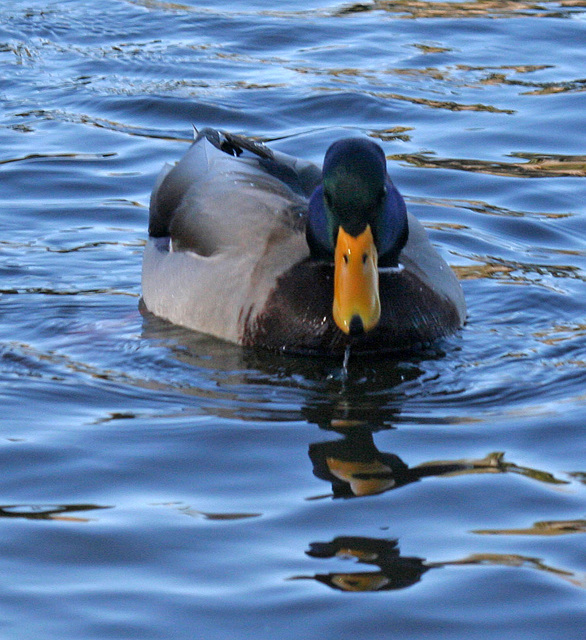 Dylan's photo of Ducks At Santee Lakes (1859)