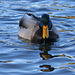 Dylan's photo of Ducks At Santee Lakes (1859)