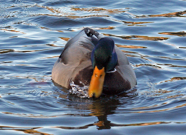 Dylan's photo of Ducks At Santee Lakes (1860)