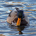 Dylan's photo of Ducks At Santee Lakes (1860)