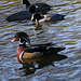 Dylan's photo of Ducks At Santee Lakes (1861)