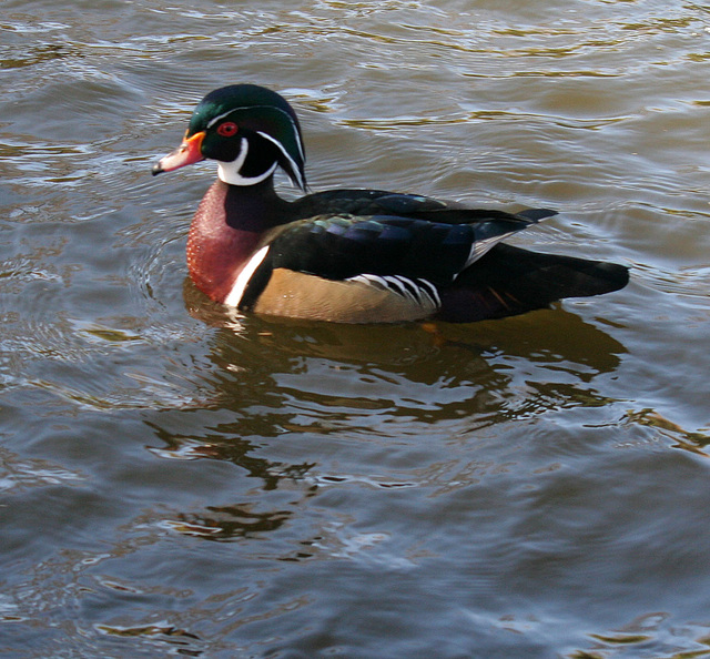 Dylan's photo of Ducks At Santee Lakes (1865)