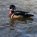 Dylan's photo of Ducks At Santee Lakes (1865)