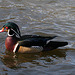 Dylan's photo of Ducks At Santee Lakes (1866)