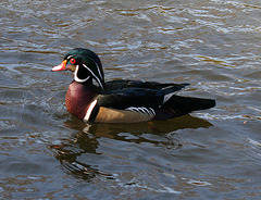 Dylan's photo of Ducks At Santee Lakes (1867)