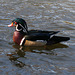 Dylan's photo of Ducks At Santee Lakes (1867)