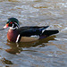 Dylan's photo of Ducks At Santee Lakes (1868)